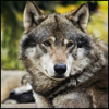 Изображение пользователя Deep_wolf